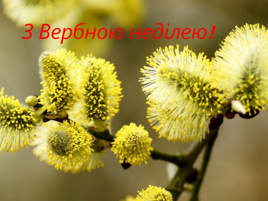 Поздравления с Вербным воскресеньем 2020 и праздничные открытки