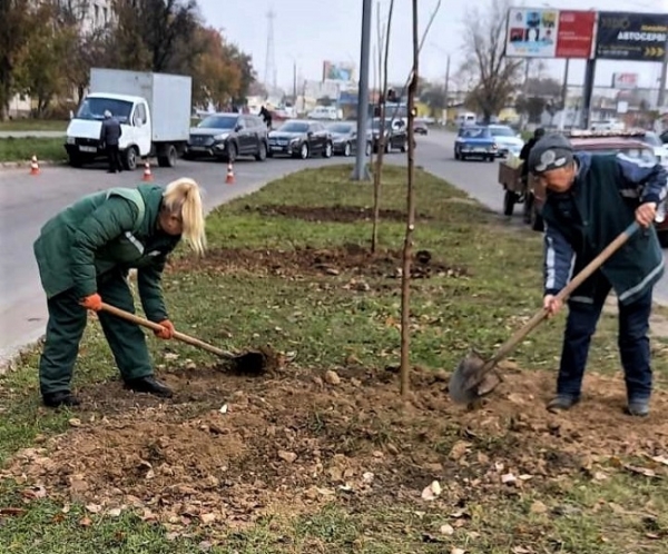 В Одессе высадили ещё 146 акаций