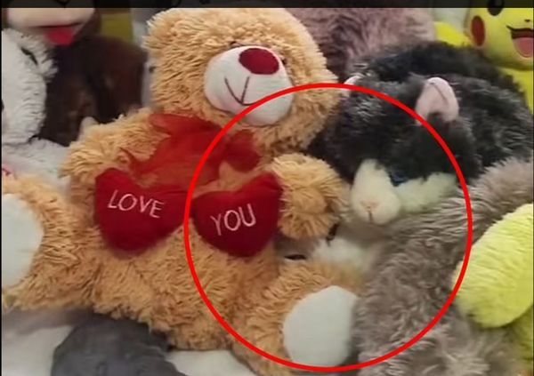 Живого кота замаскували серед іграшок — його намагалися знайти на відео понад 10 мільйонів людей