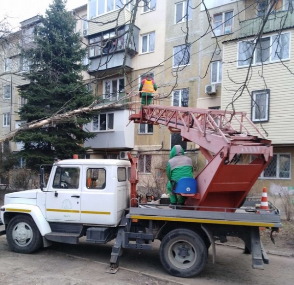 Уже 19 одесских деревьев пали под натиском ветра за полдня