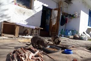 В одесском монастыре помогают котам-беженцам (фото)