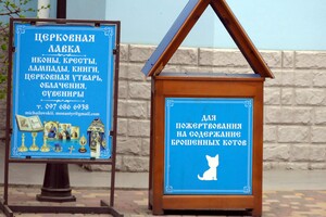 В одесском монастыре помогают котам-беженцам (фото)