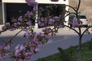 В Одессе цветут сакуры: где полюбоваться