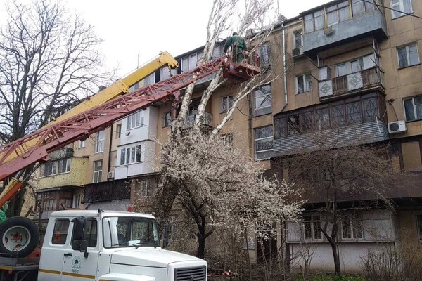 В Одессе упавшее дерево повредило женщине ноги