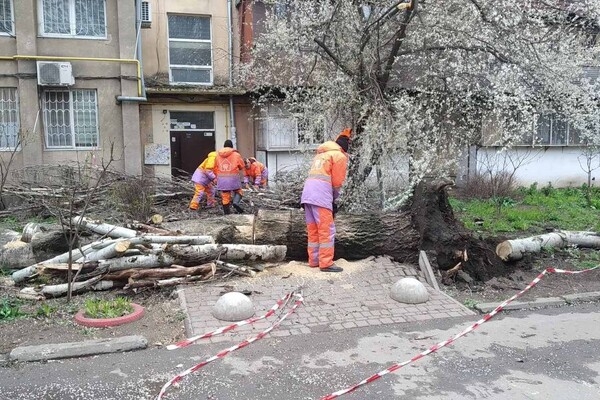 В Одессе упавшее дерево повредило женщине ноги