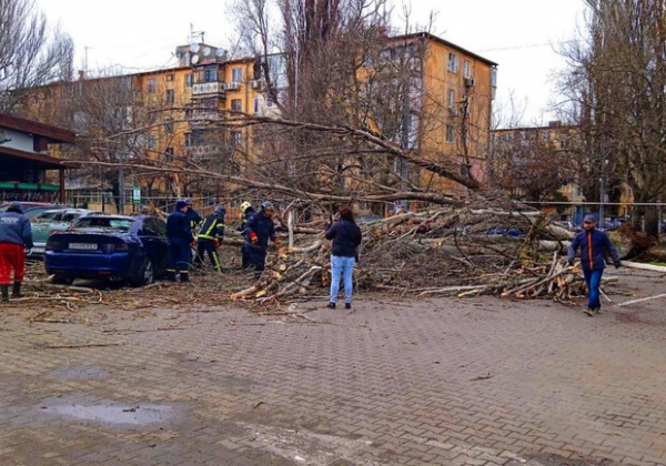В Одессе упавшее дерево повредило женщине ноги