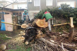 В Одессе упавшее дерево повредило женщине ноги