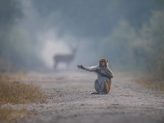 Сміх та посмішки гарантовані: обпуліковані фіналісти жартівливого фотоконкурсу тварин (фото)