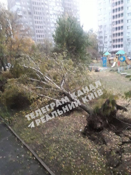«Вітровий Армагедон» в Києві: сильний вітер вириває в столиці з коренем дерева і трощить рекламні конструкції (відео)